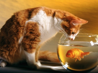 Das Cat Looking at Fish Wallpaper 320x240