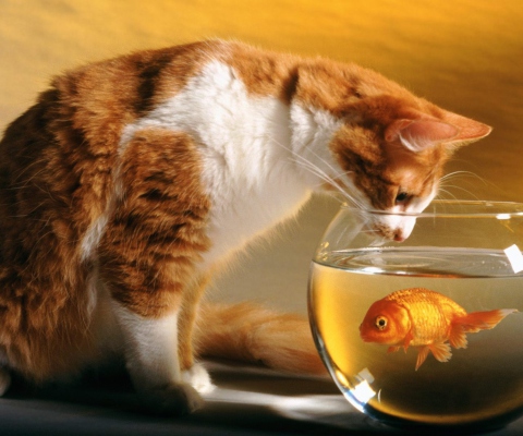 Das Cat Looking at Fish Wallpaper 480x400