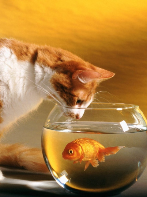 Das Cat Looking at Fish Wallpaper 480x640