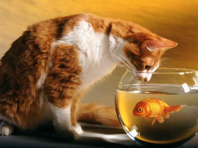 Das Cat Looking at Fish Wallpaper 640x480