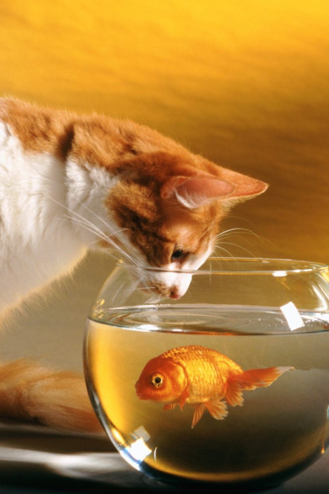Fondo de pantalla Cat Looking at Fish 640x960