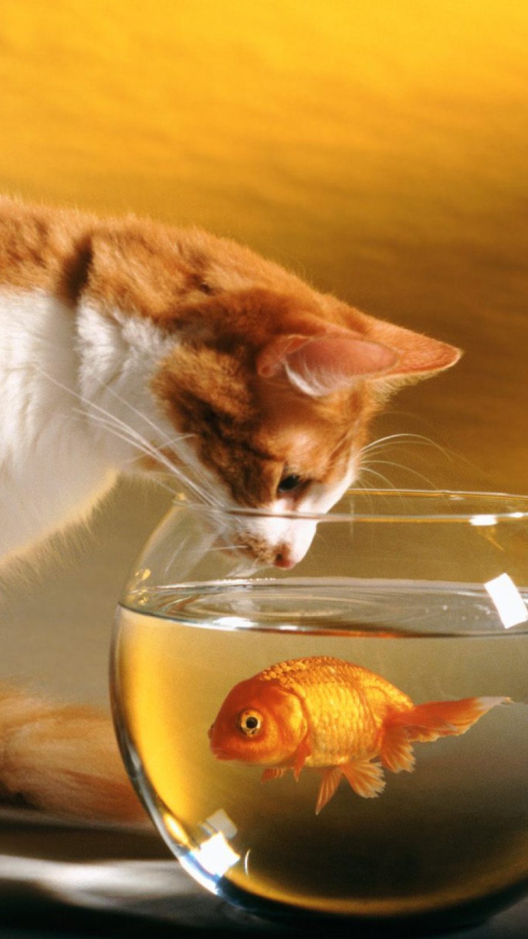 Обои Cat Looking at Fish 750x1334