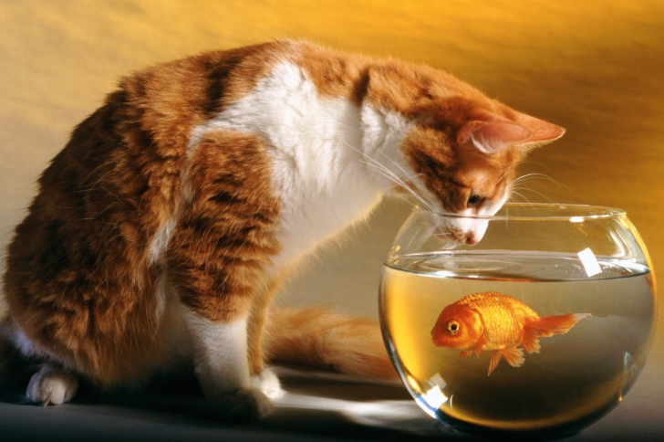 Fondo de pantalla Cat Looking at Fish