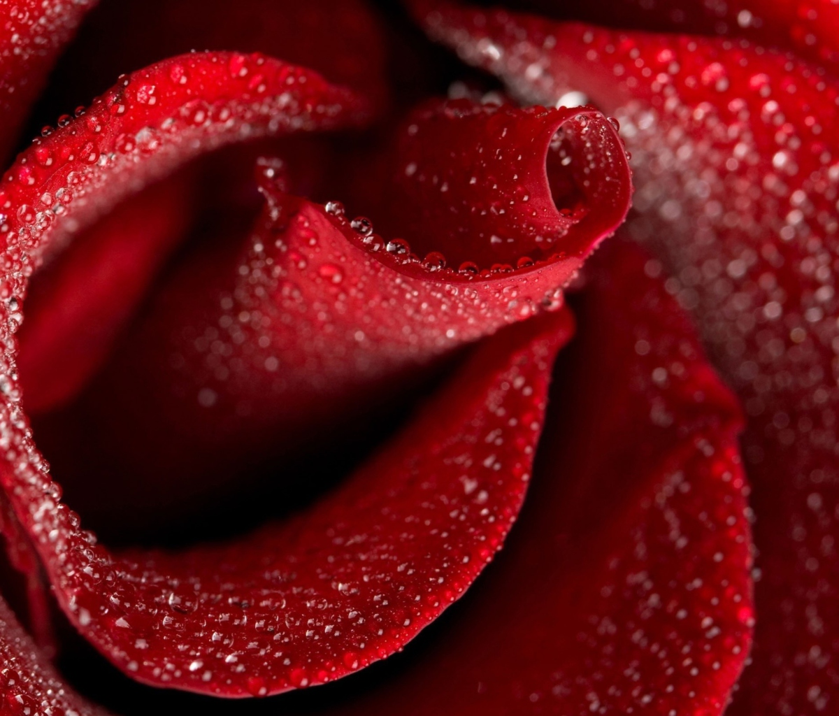 Обои Red Rose Petals 1200x1024