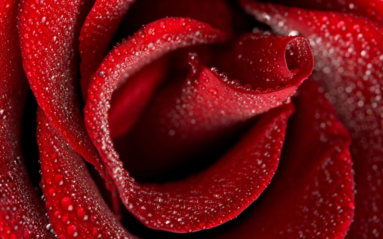 Das Red Rose Petals Wallpaper 1280x800