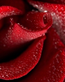 Das Red Rose Petals Wallpaper 128x160