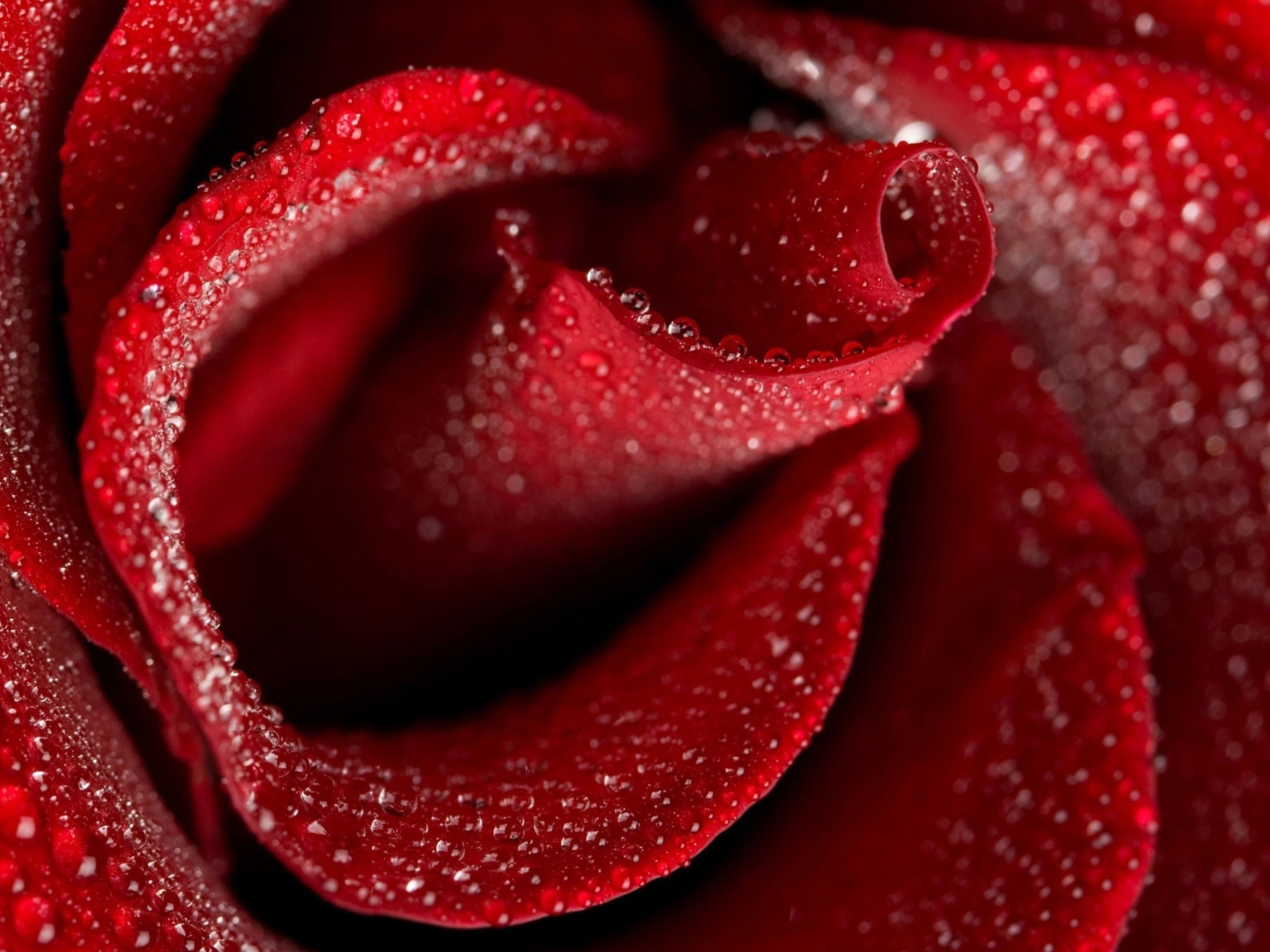 Обои Red Rose Petals 1600x1200