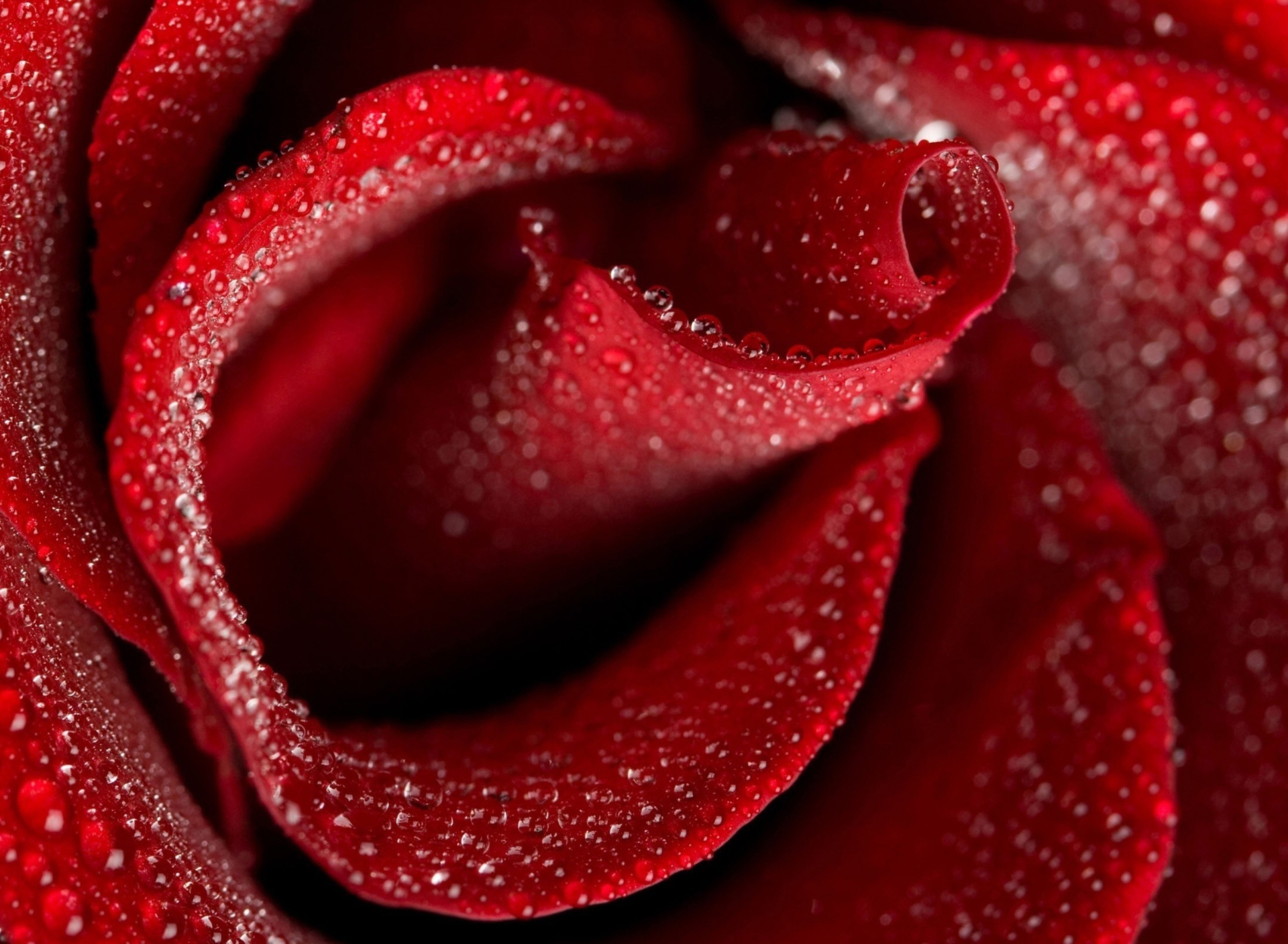 Обои Red Rose Petals 1920x1408