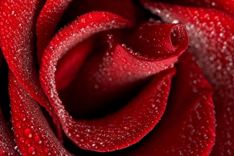 Red Rose Petals wallpaper 480x320