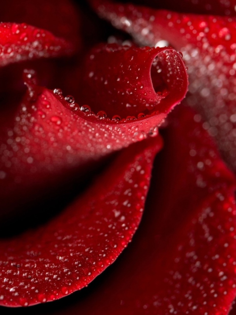 Das Red Rose Petals Wallpaper 480x640