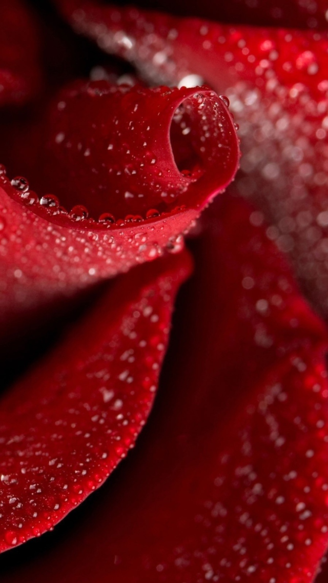Das Red Rose Petals Wallpaper 640x1136