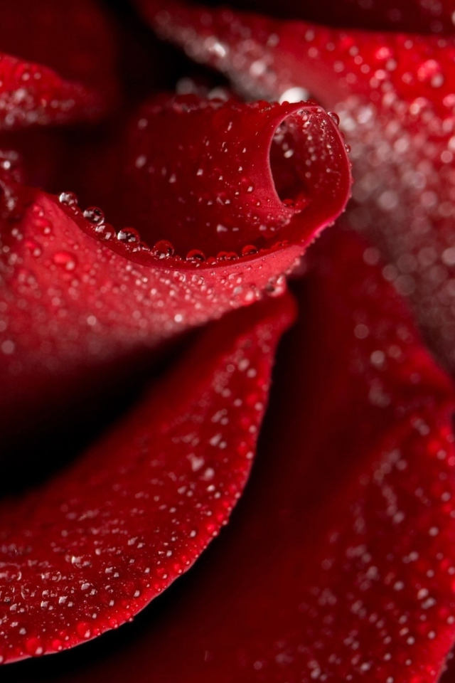 Обои Red Rose Petals 640x960
