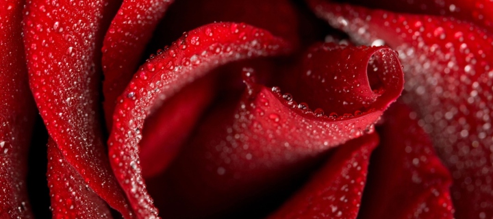 Das Red Rose Petals Wallpaper 720x320
