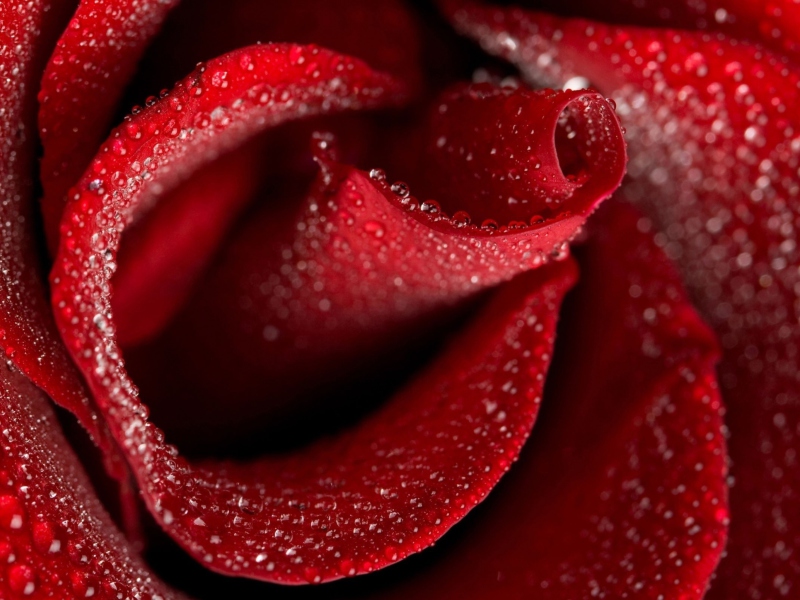 Sfondi Red Rose Petals 800x600