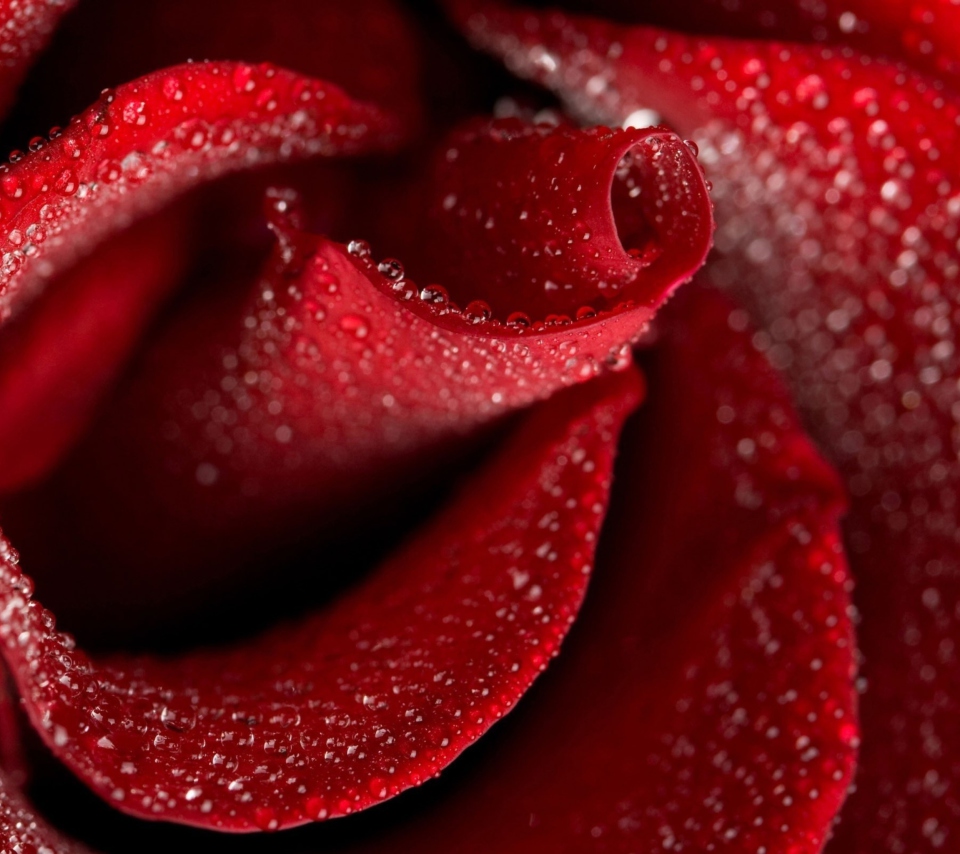 Das Red Rose Petals Wallpaper 960x854