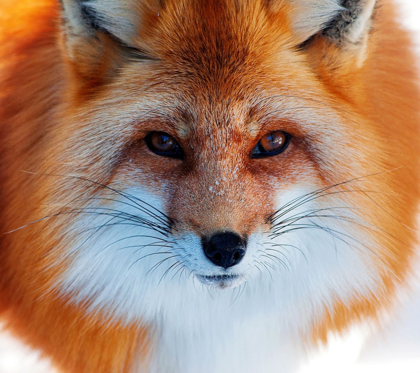 Fondo de pantalla Fox Close Up 1440x1280