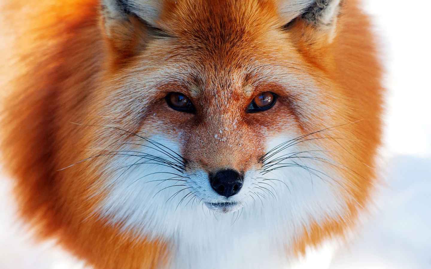 Fox Close Up screenshot #1 1440x900