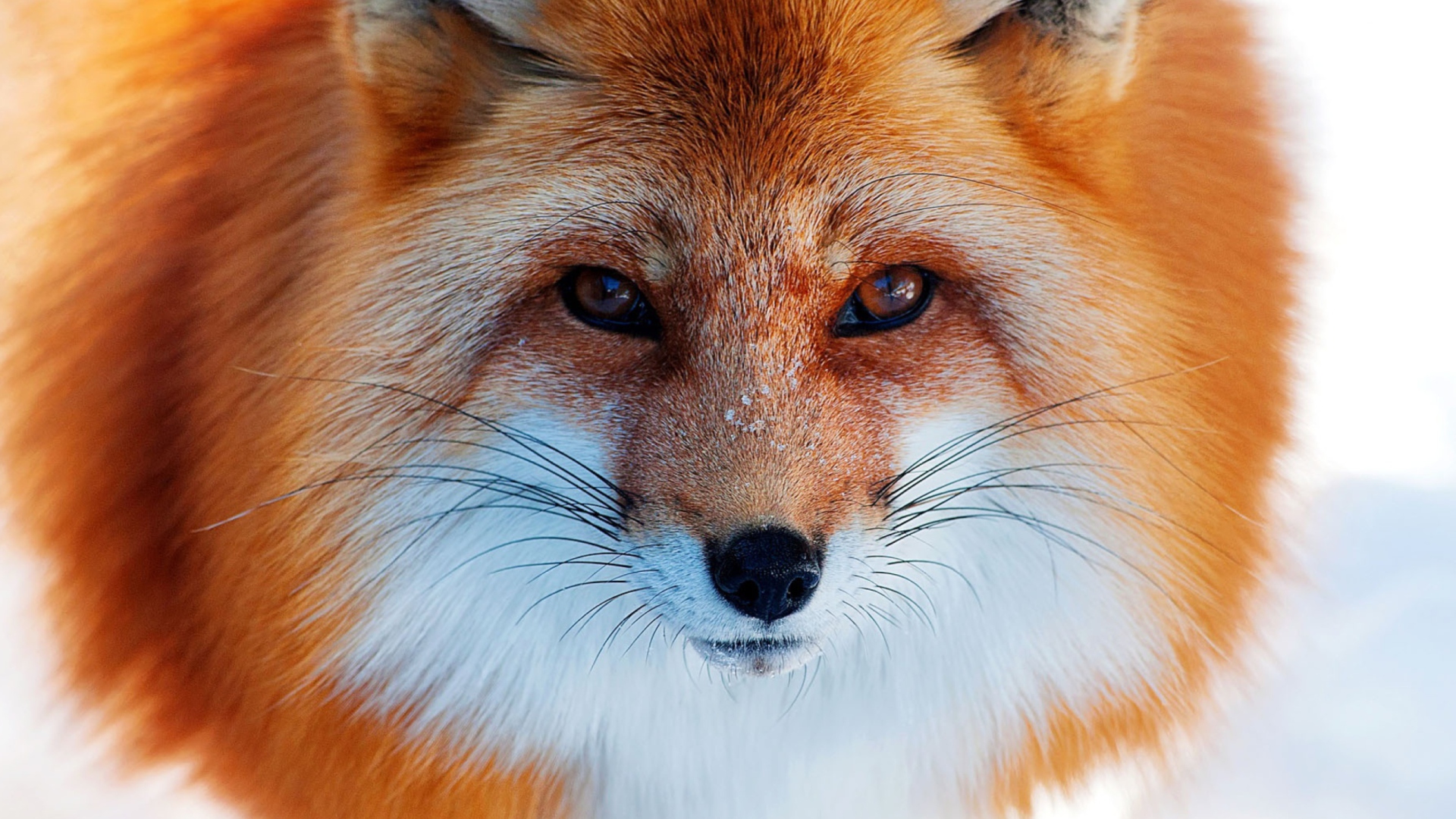 Screenshot №1 pro téma Fox Close Up 1920x1080