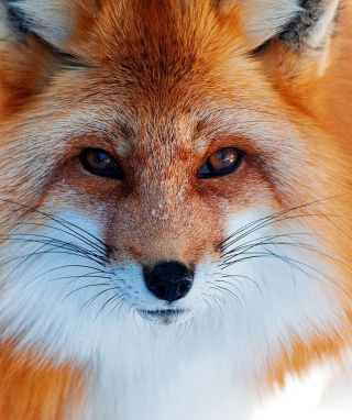 Fox Close Up - Obrázkek zdarma pro Samsung T*Omnia