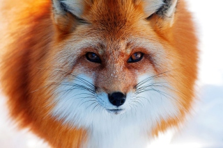 Fox Close Up - Obrázkek zdarma 