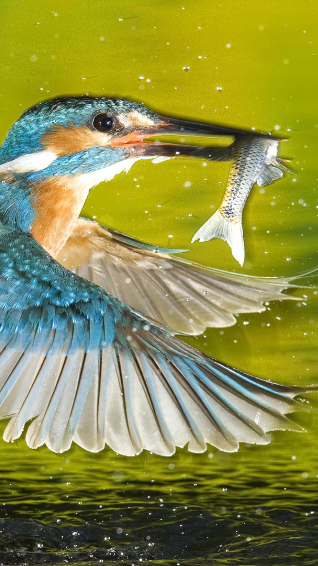 Das Bird And Fish Wallpaper 1080x1920