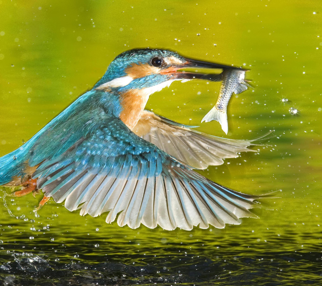 Das Bird And Fish Wallpaper 1080x960
