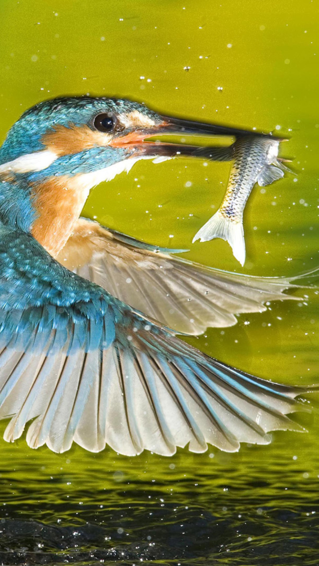 Das Bird And Fish Wallpaper 640x1136