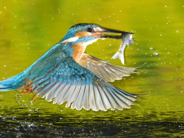 Bird And Fish screenshot #1 640x480