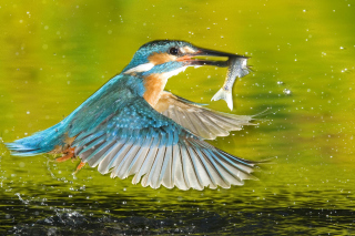 Bird And Fish - Obrázkek zdarma pro Samsung Galaxy A