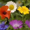 Wild Flowers Bouquet wallpaper 128x128