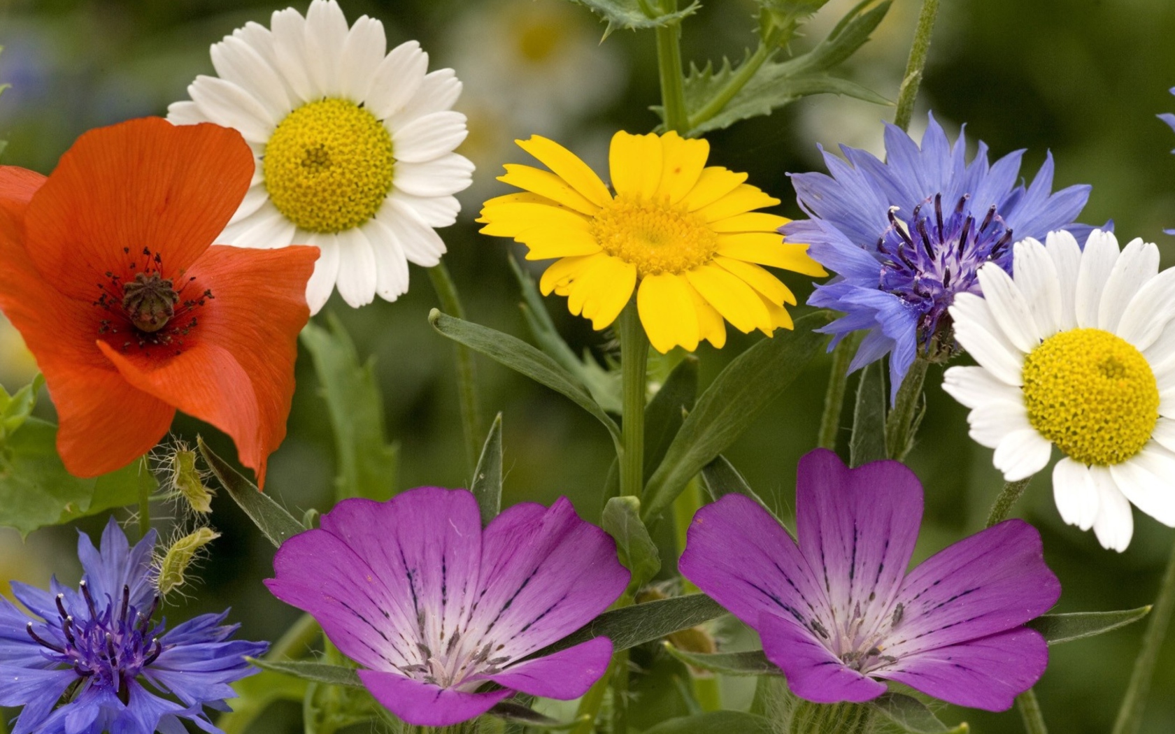 Fondo de pantalla Wild Flowers Bouquet 1680x1050