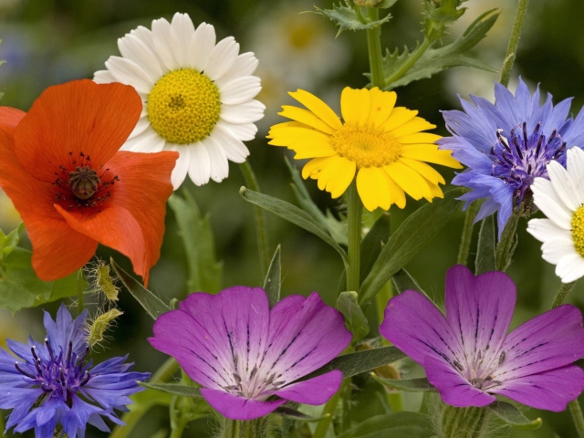 Screenshot №1 pro téma Wild Flowers Bouquet 640x480