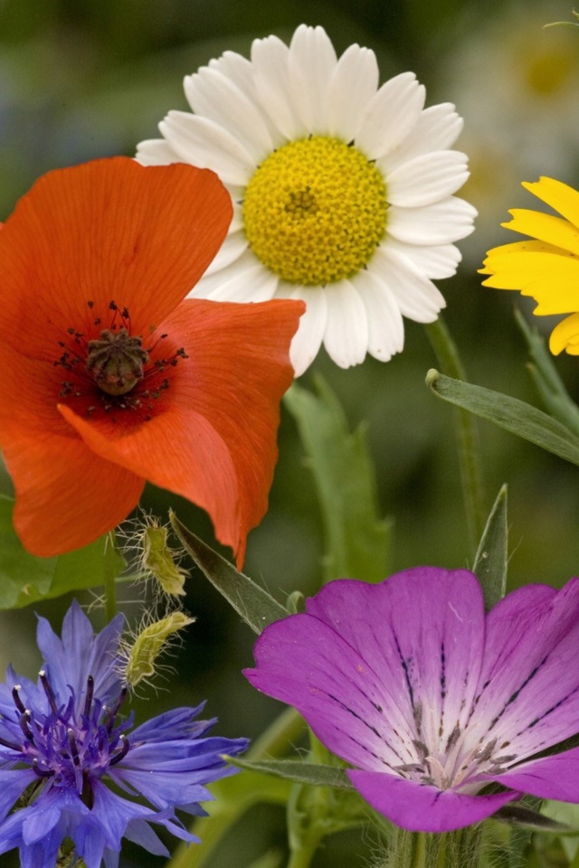 Screenshot №1 pro téma Wild Flowers Bouquet 640x960