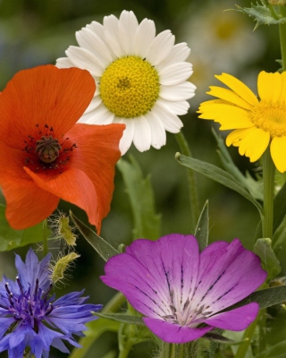 Wild Flowers Bouquet sfondi gratuiti per iPhone 6