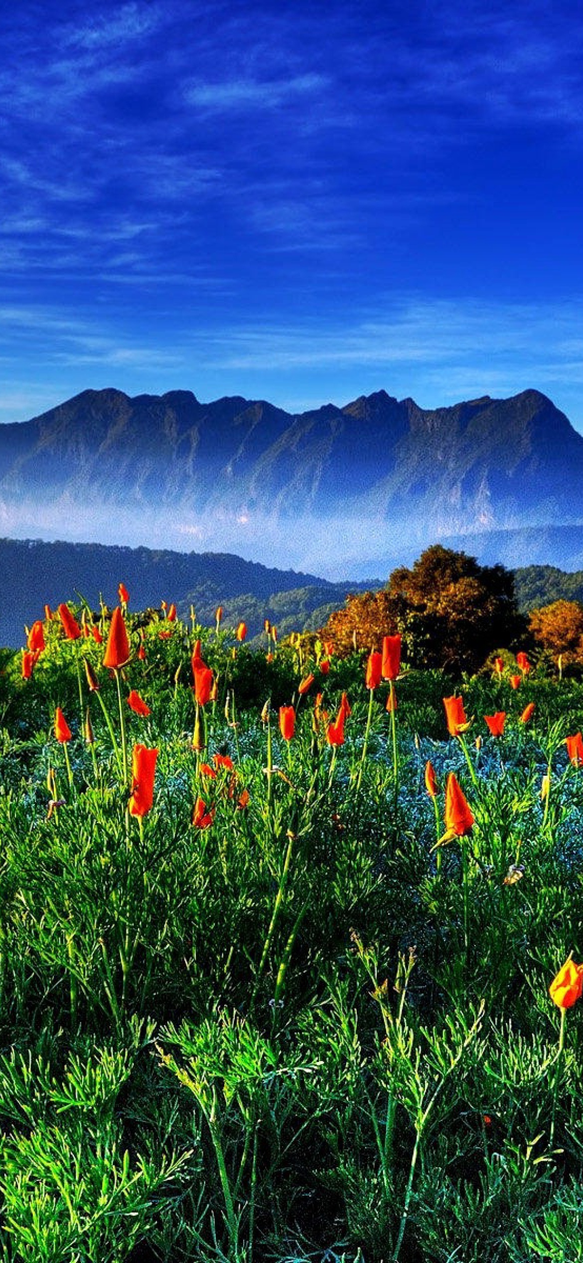 Fondo de pantalla Spring has come to the mountains Thailand Chiang Dao 1170x2532