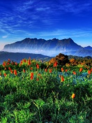 Spring has come to the mountains Thailand Chiang Dao wallpaper 132x176