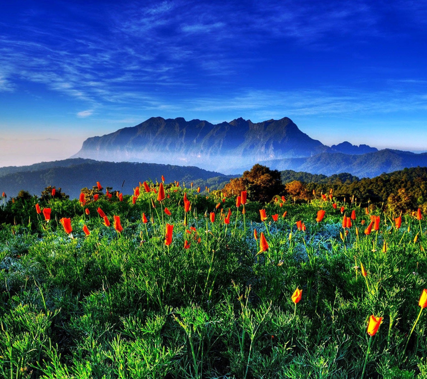 Fondo de pantalla Spring has come to the mountains Thailand Chiang Dao 1440x1280