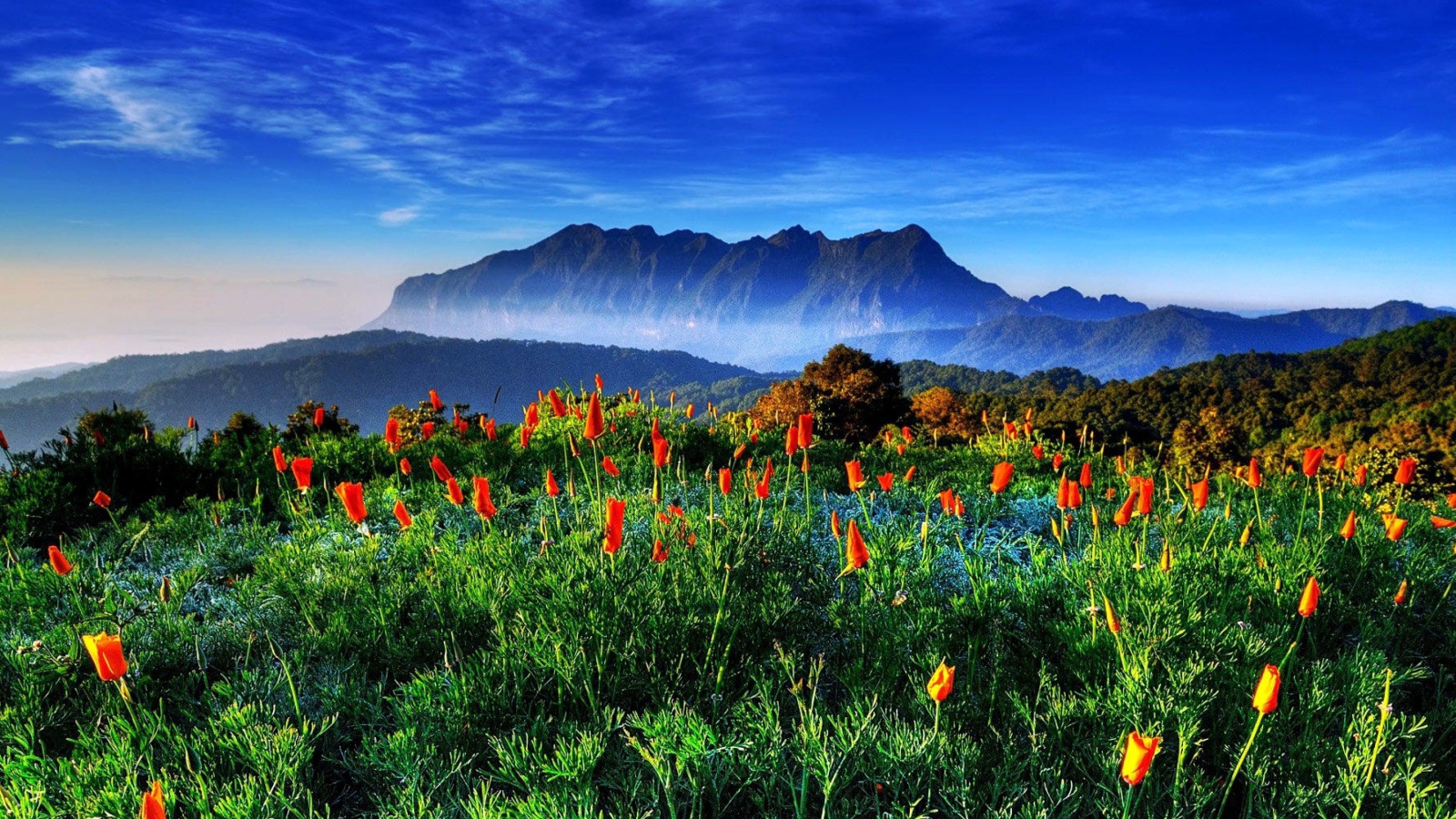 Обои Spring has come to the mountains Thailand Chiang Dao 1600x900