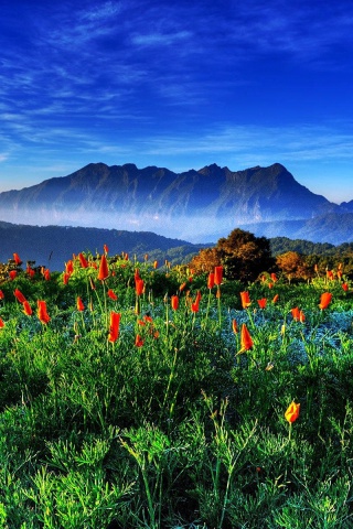 Fondo de pantalla Spring has come to the mountains Thailand Chiang Dao 320x480