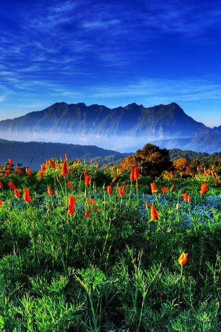 Das Spring has come to the mountains Thailand Chiang Dao Wallpaper 320x480