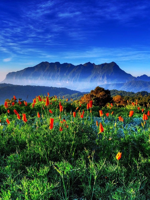 Обои Spring has come to the mountains Thailand Chiang Dao 480x640