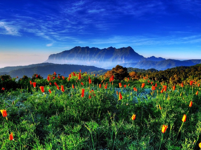 Fondo de pantalla Spring has come to the mountains Thailand Chiang Dao 640x480