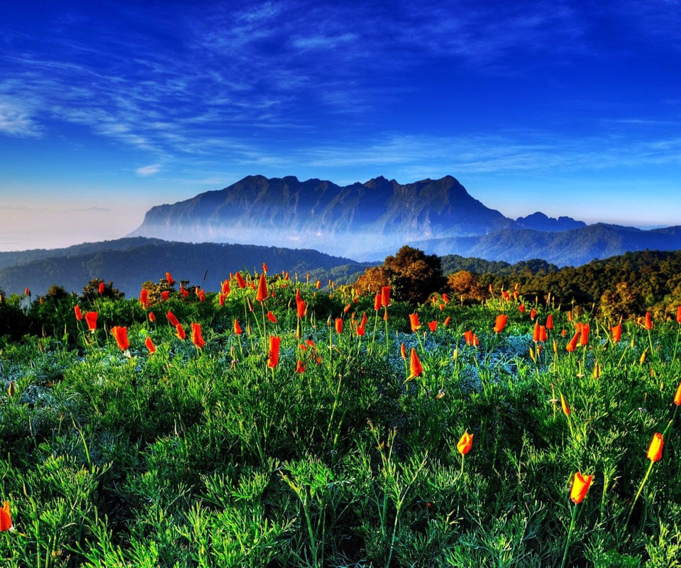 Das Spring has come to the mountains Thailand Chiang Dao Wallpaper 960x800