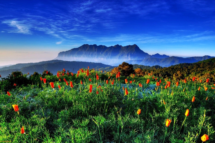 Spring has come to the mountains Thailand Chiang Dao wallpaper
