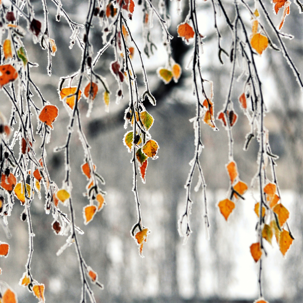 Обои Autumn leaves in frost 1024x1024