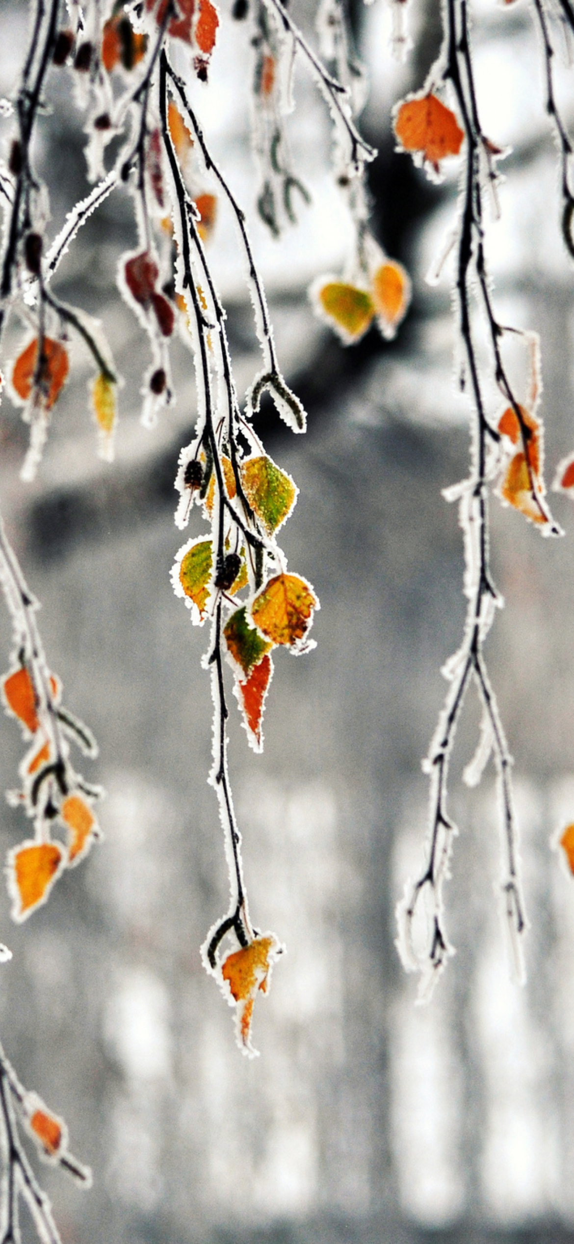 Sfondi Autumn leaves in frost 1170x2532