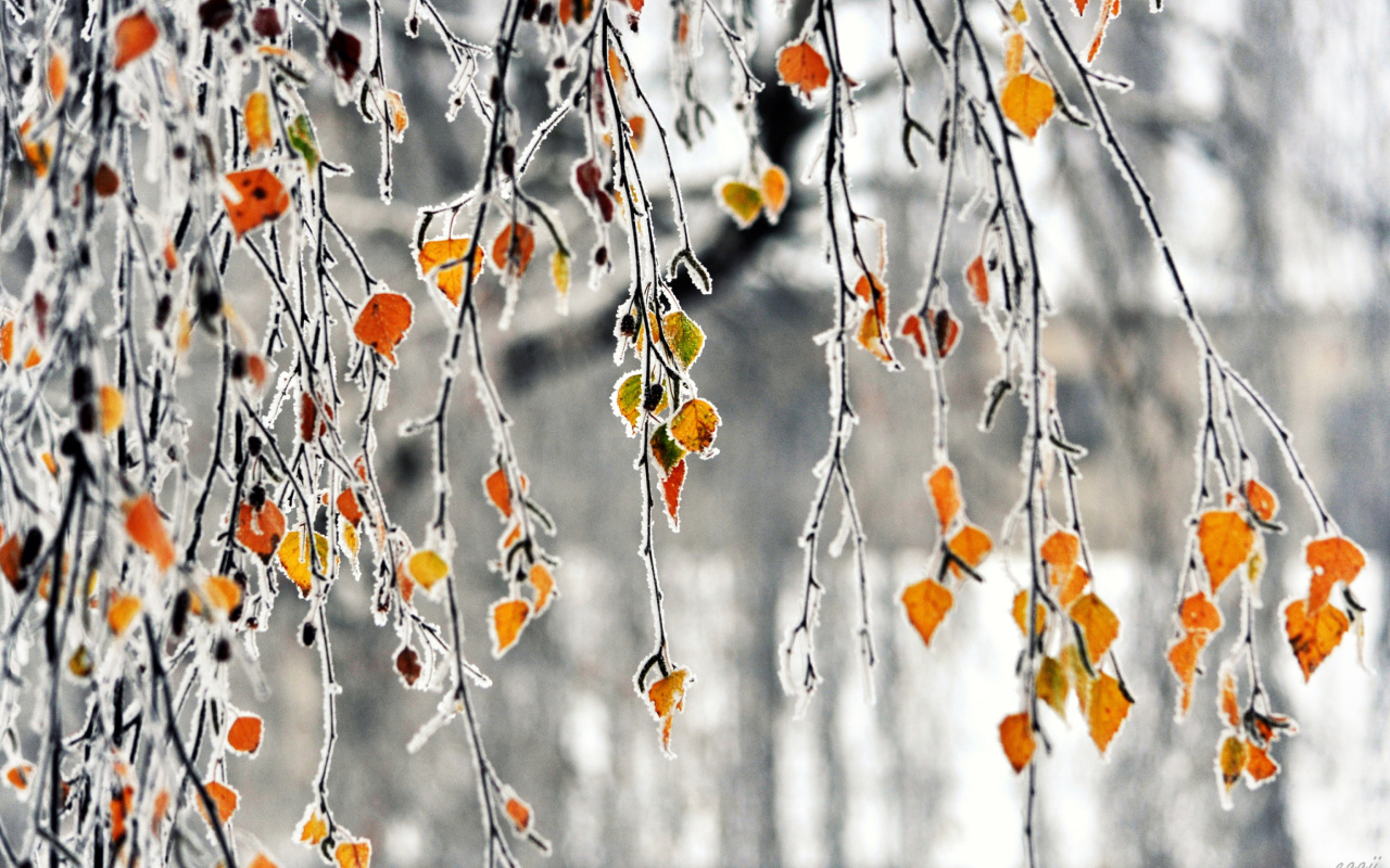 Fondo de pantalla Autumn leaves in frost 1280x800