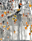 Fondo de pantalla Autumn leaves in frost 128x160