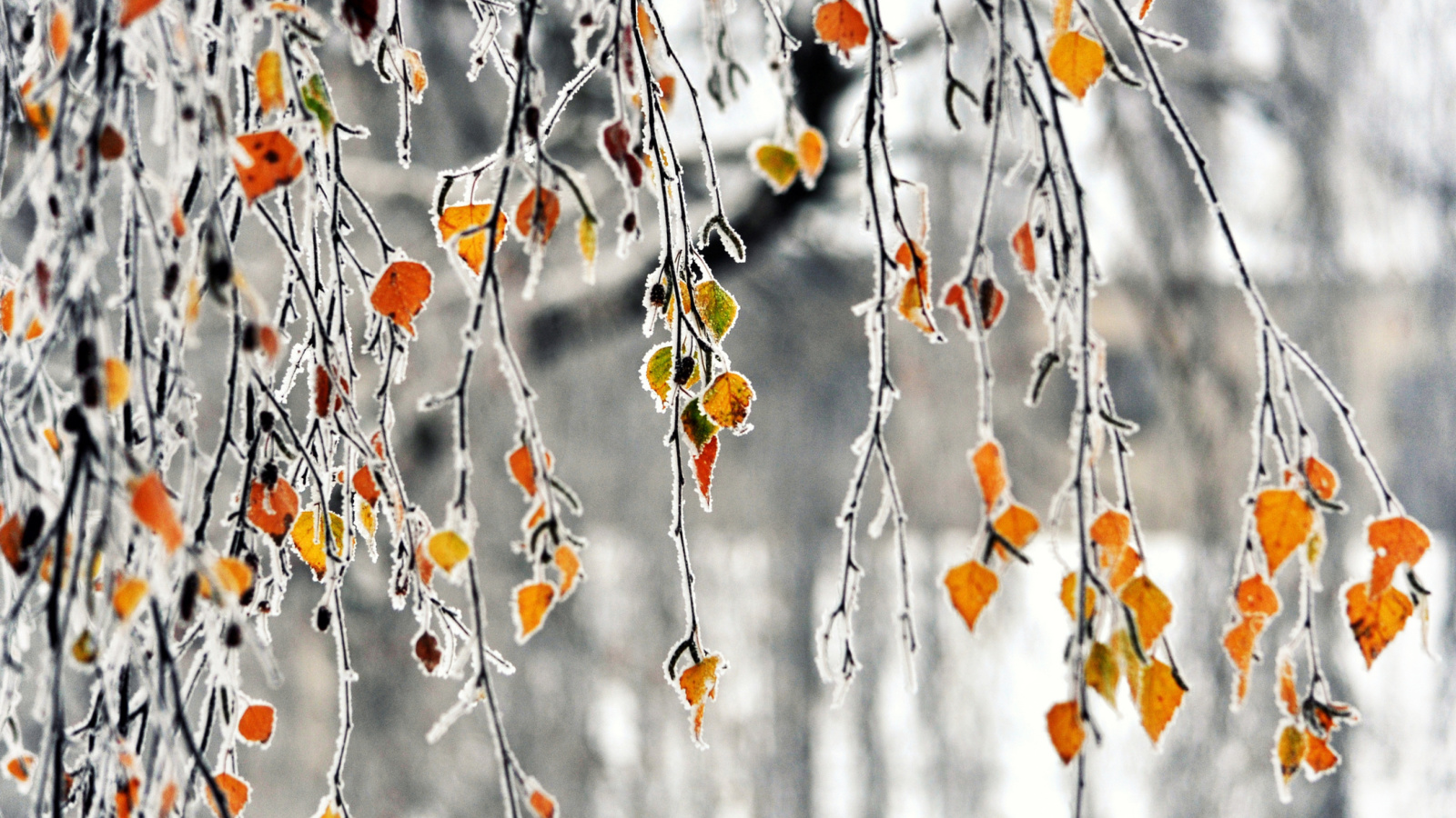 Fondo de pantalla Autumn leaves in frost 1600x900