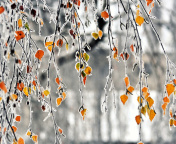 Autumn leaves in frost screenshot #1 176x144